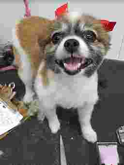 Image of Dee's Grooming -San Antonio service in San Antonio, Texas, United States