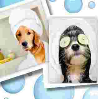 Image of Puppylicious Pet Grooming Salon service in Margate, Florida, United States