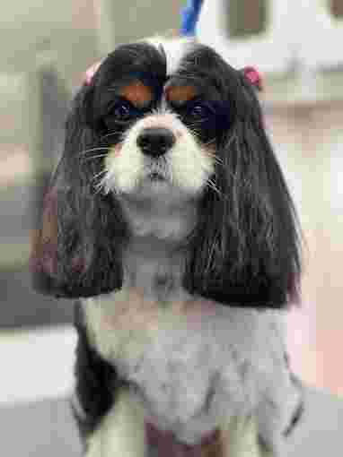 Image of Uptown Clippers Pet Mobile Grooming L.L.C. service in Dallas, Georgia, United States Image of Uptown Clippers Pet Mobile Grooming L.L.C. service in Dallas, Georgia, United States