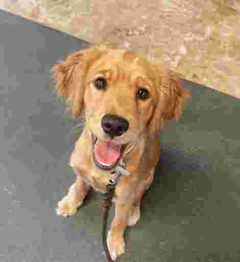 Image of Good Dog Training & Kennels service in Trussville, Alabama, United States Image of Good Dog Training & Kennels service in Trussville, Alabama, United States