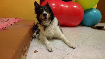 Image of Fit for Dog service in San Vitale Grande, Emilia-Romagna, Italy