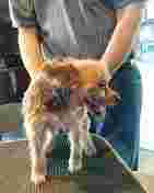 Image of Cheap Dog Boarding + Day Care service in Goodyear, Arizona, United States