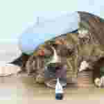 Image of Dr.med.vet. Barbara Ehlers Tierärztin service in Lemwerder, Niedersachsen, Germany