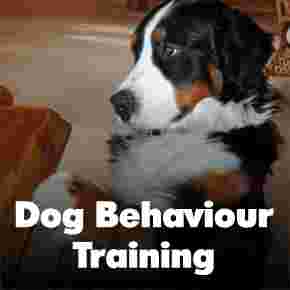 Image of Manchester Dog Whisperer service in Hazel Grove, England, United Kingdom