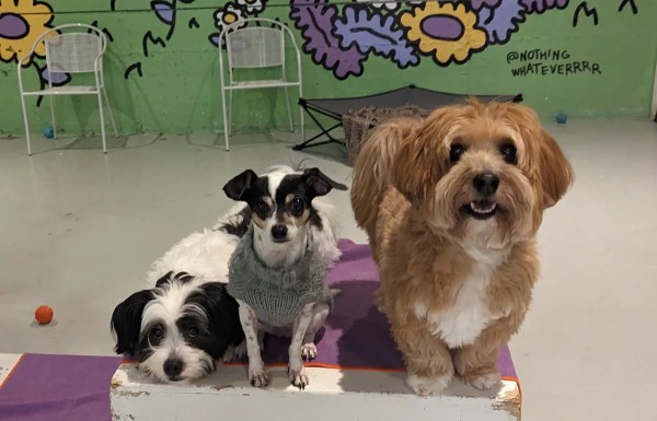 Image of Little Dog Garden service in Seattle, Washington, United States Image of Little Dog Garden service in Seattle, Washington, United States
