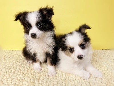 Image of Empire Puppies service in New York, New York, United States Image of Empire Puppies service in New York, New York, United States