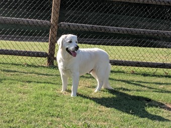 Image of Dog Dynasty Grooming Salon service in Oklahoma City, Oklahoma, United States