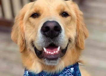 Image of Totally Woof service in Nashua, New Hampshire, United States Image of Totally Woof service in Nashua, New Hampshire, United States