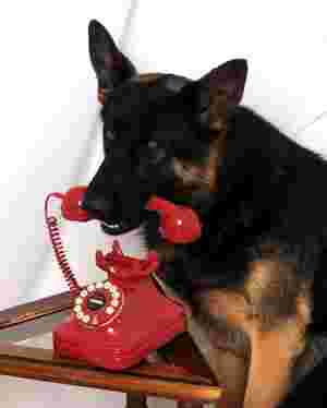 Image of The Lucky Dog Training Center service in Port Townsend, Washington, United States