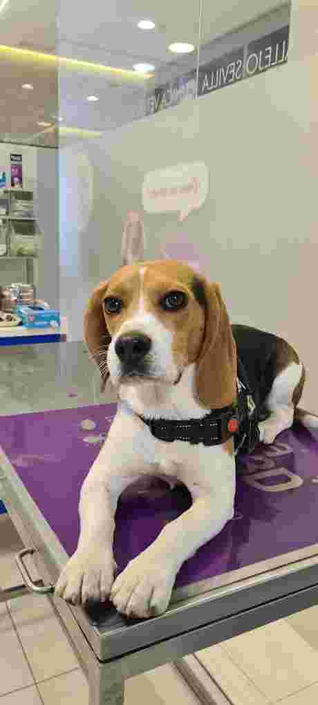 Image of VETERINARY CLINIC NERVION service in Seville, Andalusia, Spain