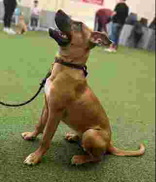 Image of Best Behaviour K9 Training Academy service in Sheffield, England, United Kingdom