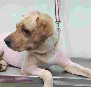 Image of The Snout Pet Shop Dog Biscuits Wholesaler And NGO Dog Food Supplier in Delhi service in Delhi, Delhi, India