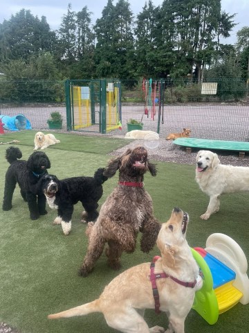 Image of Blarney Doggie Daycare & Boarding service in Cork, Cork, Ireland