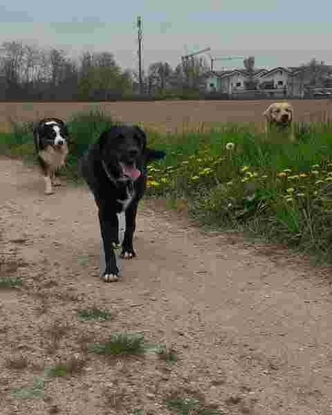 Image of Centro Cinofilo DOG EXPERIENCE service in Rivalta di Torino, Piemonte, Italy