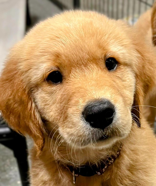 Image of Solid Gold Dog Training service in Grand Haven, Michigan, United States