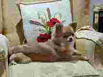 Image of Vets4Pets - Wakefield Westgate service in Wakefield, England, United Kingdom