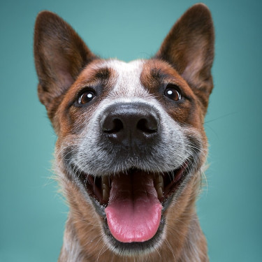 Image of Regan Veterinary Group - Park Veterinary Clinic, Prestwich service in Prestwich, England, United Kingdom