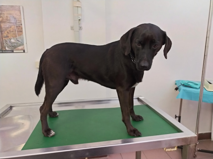 Image of Dott. Lubatti Giovanni Medico Veterinario service in Torino, Piemonte, Italy