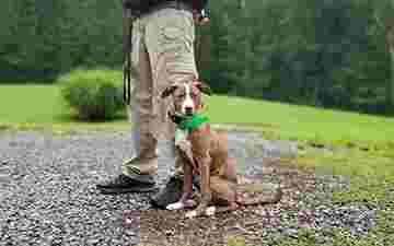 Image of Silverbrook Kennels service in Fredericksburg, Virginia, United States Image of Silverbrook Kennels service in Fredericksburg, Virginia, United States