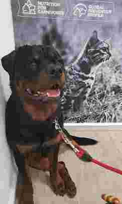 Image of Veterinary Clinic vet Princes in Seville service in Seville, Andalusia, Spain