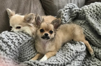 Image of The Doggy Brigade service in Hale Barns, England, United Kingdom