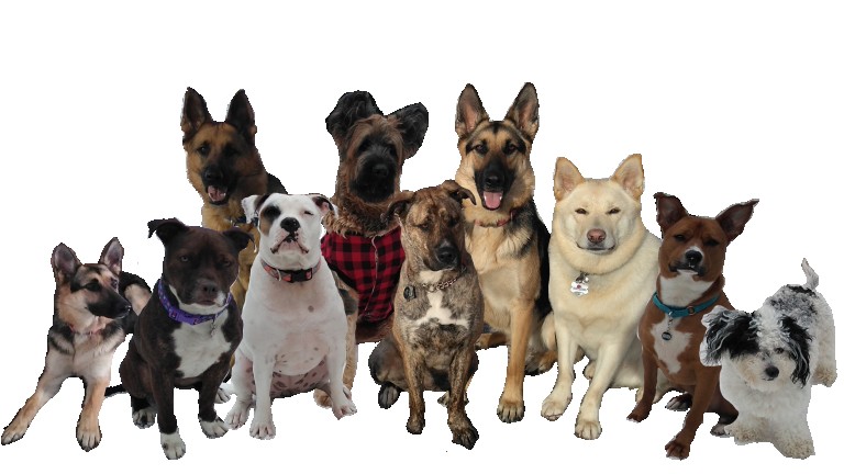 Image of A Time Four Paws service in Town of Clifton Park, New York, United States Image of A Time Four Paws service in Town of Clifton Park, New York, United States