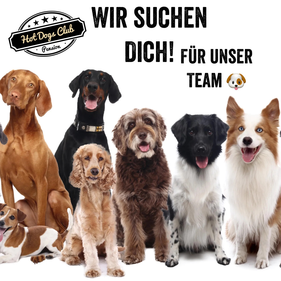 Image of Hot Dogs Club Hundetagesstätte, Pension & Shop service in Obertshausen, Hessen, Germany