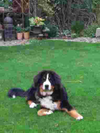 Image of belladog24 Hundeshop Monheim-Baumberg service in Monheim am Rhein, North Rhine-Westphalia, Germany
