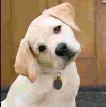 Image of Mukesh Dog Trainer & Boarding Centre service in New Delhi, Delhi, India