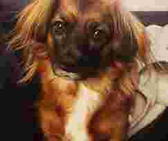 Image of DOGS & Partner service in Hamburg, Hamburg, Germany