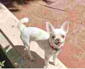 Image of Veterinary Clinic las Rozas service in Las Rozas de Madrid, Madrid, Spain