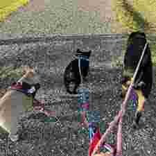 Image of Dog Walking Service inc. service in Jacksonville, Alabama, United States Image of Dog Walking Service inc. service in Jacksonville, Alabama, United States
