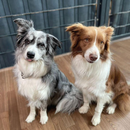 Image of BELLOMANIA - Ein zweites Zuhause für deinen Hund service in Meerbusch, Nordrhein-Westfalen, Germany