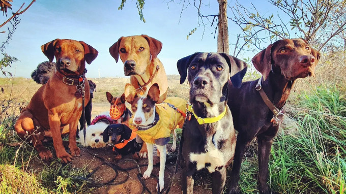 Image of cani•crew - Hundeunternehmen Leipzig, Gassi Service, mobile Hundebetreuung, Hundeausführer, Hundeservice, Gassiservice service in Leipzig, Sachsen, Germany