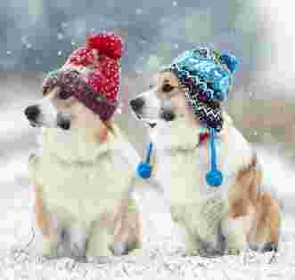 Image of Natural Pet Centre service in Bromborough, England, United Kingdom