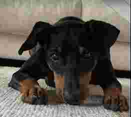 Image of Tako Bello - Rund um den Hund service in Essen, Nordrhein-Westfalen, Germany