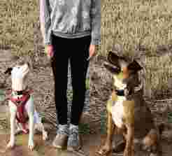 Image of Heart Hounds - Canine Behaviour service in Manchester, England, United Kingdom