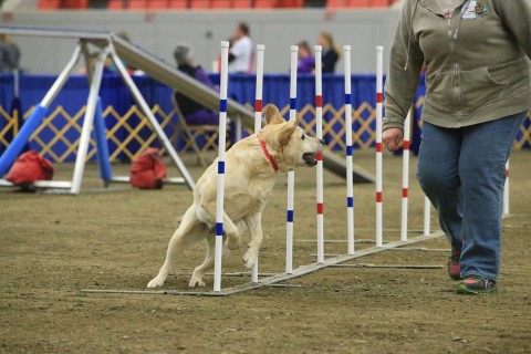 Image of Shamrock Acres Country Kennels service in Louisville, Colorado, United States