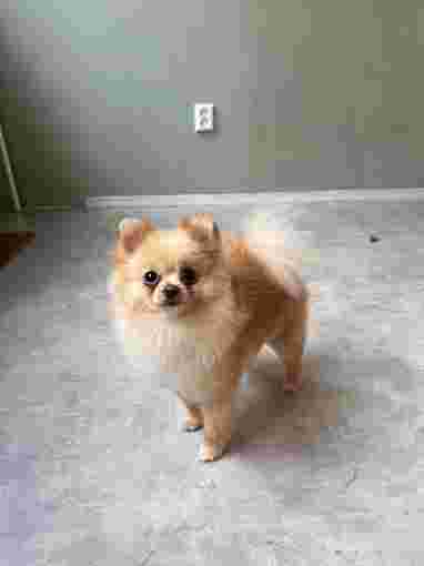 Image of Pet Stylist Amsterdam service in Amsterdam, North Holland, Netherlands
