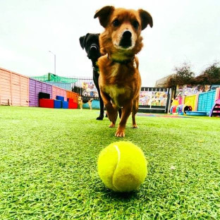 Image of Daycare 4 Dogs service in Wythenshawe, England, United Kingdom