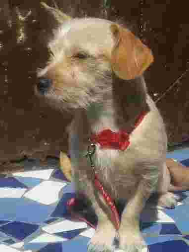 Image of Dog's & Cat's Pet Center service in Tijuana, Baja California, Mexico