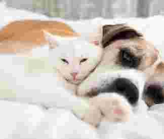 Image of It's Raining Cats and Dogs service in Jupiter, Florida, United States Image of It's Raining Cats and Dogs service in Jupiter, Florida, United States