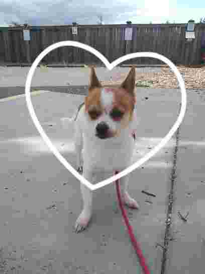 Image of Best Friends Pet Retreat And Day Spa service in Edmonds, Washington, United States Image of Best Friends Pet Retreat And Day Spa service in Edmonds, Washington, United States