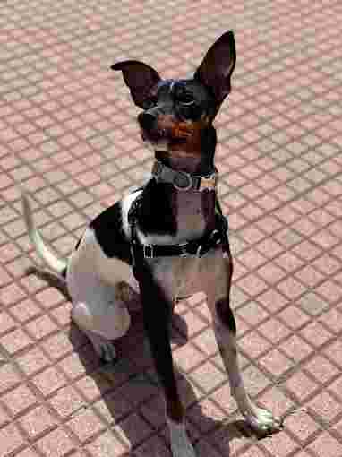 Image of Lucky dog training - Chamberí service in Madrid, Madrid, Spain