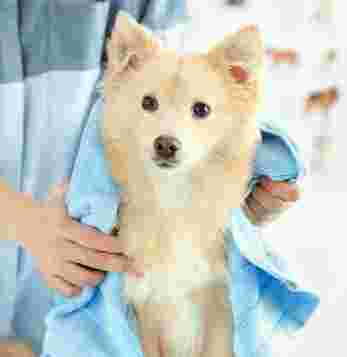 Image of Pet Groomer At Home service in New Delhi, Delhi, India