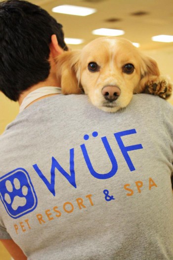 Image of Wuf Pet Resort & Spa service in Irving, Texas, United States