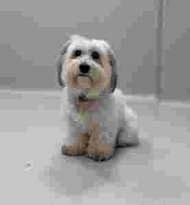 Image of Dogterra - Barcelona service in Barcelona, Barcelona, Spain