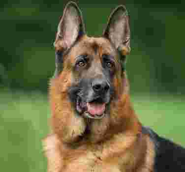Image of VS Dog Trainer | Dog Trainers | Dog Parlours | Training Centres | Pet Care Takers | Best Dog Trainers in delhi service in Delhi, Delhi, India Image of VS Dog Trainer | Dog Trainers | Dog Parlours | Training Centres | Pet Care Takers | Best Dog Trainers in delhi service in Delhi, Delhi, India