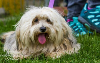 Image of Fellwechsel - Schule für Mensch und Hund service in Velbert, Nordrhein-Westfalen, Germany