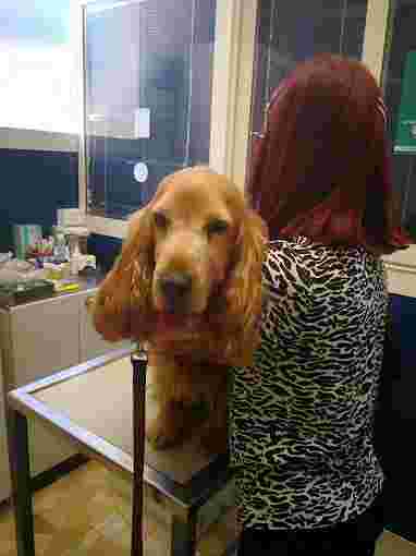 Image of Veterinary Clinic Caffarella service in Roma, Lazio, Italy